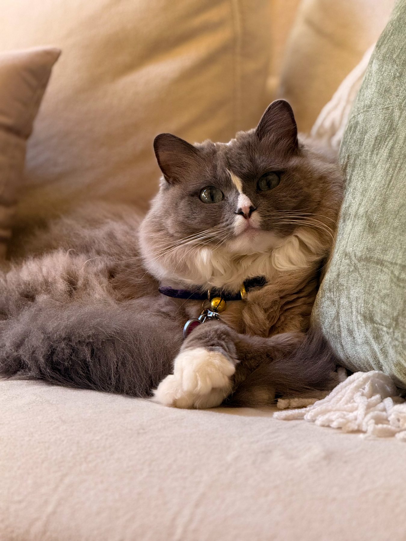 Ponyo, a gray-and-white cat, reclining on a sofa