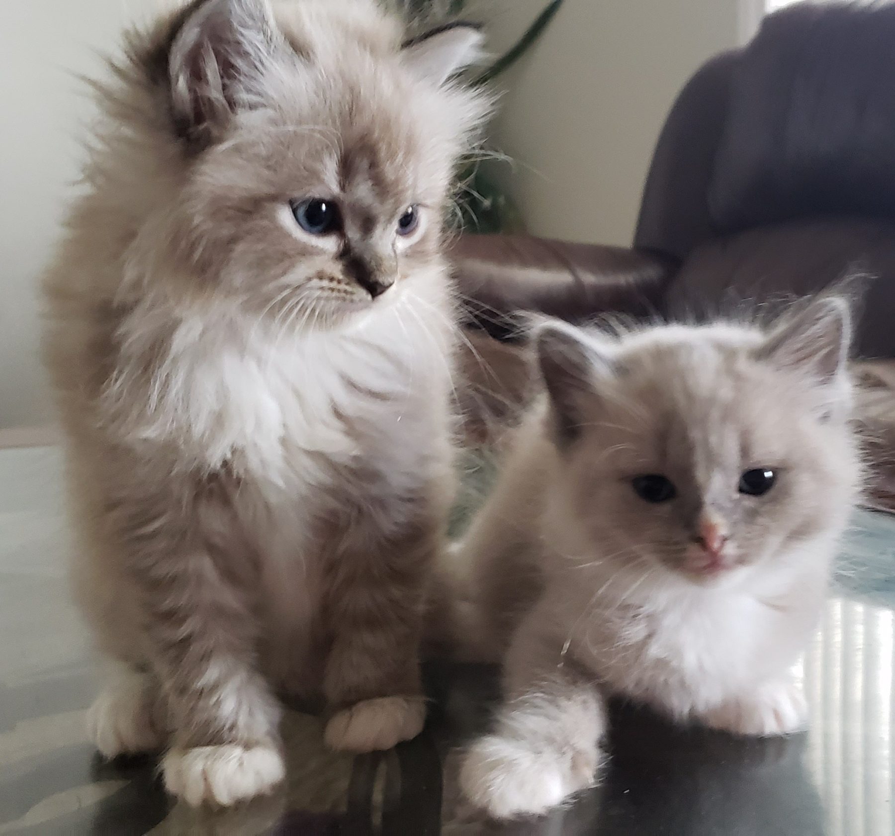 Lauren’s cats Ponyo and Bambi as kittens sitting together indoors