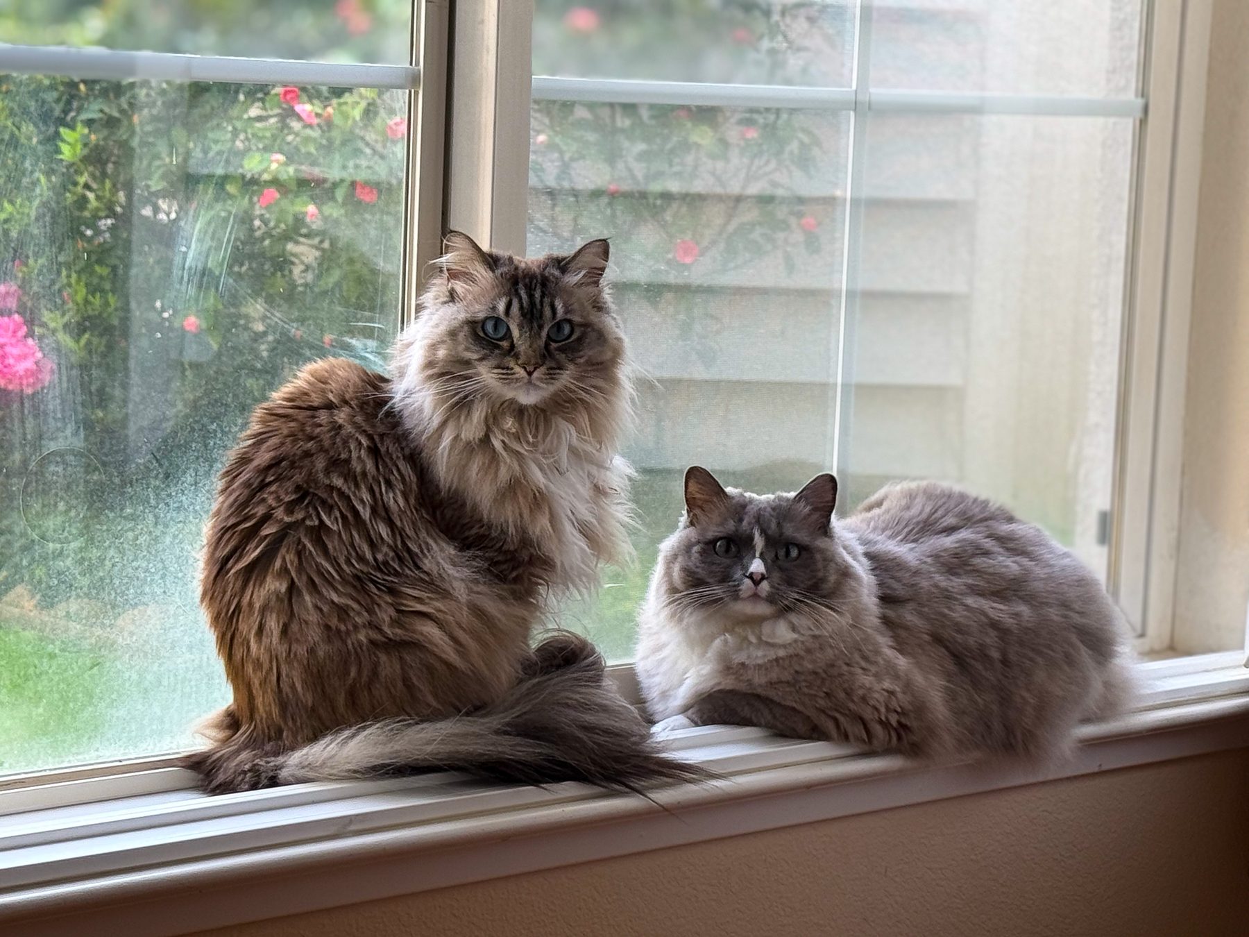 Lauren’s cats Ponyo and Bambi sitting together on a sunny windowsill